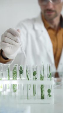 Laboratuvar önlüğü, beyaz eldiven ve koruyucu gözlük giyen bilim adamı, bir pipetten damlayan sıvıyı, içinde dikey yakın görüş olan yeşil bir bitki bulunan bir test tüpüne döküyor. Bilim ve tıp.