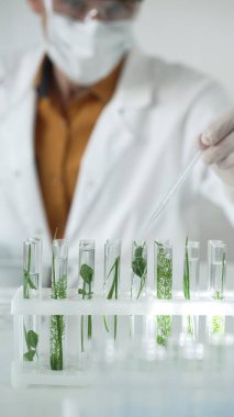 Laboratuvar önlüğü giyen bilim adamı, beyaz koruyucu eldivenler ve yüz maskesi laboratuarda analiz etmek için bitkiler içeren test tüplerine sıvı damlatıyor. Bilim ve tıp kavramları.