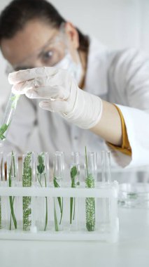 Beyaz eldivenli, yüz maskesi ve koruyucu gözlüklü kadın araştırmacı, laboratuvar ortamında dikey görünümlü bitkilerle dolu bir test tüpü tutuyor. Bilim ve tıp konsepti.