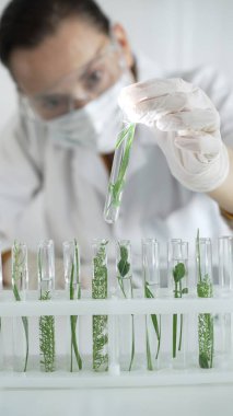 Beyaz eldivenli, yüz maskeli ve koruyucu gözlüklü kadın bilim adamı laboratuvar ortamında dikey görünümlü bitkilerle dolu bir test tüpü tutuyor. Bilim ve tıp.