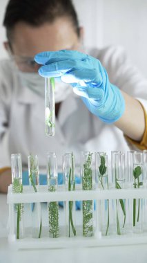 Mavi eldivenli, maske takan ve koruyucu gözlüklü kadın bilim adamı laboratuvar içinde bitkiler bulunan dikey portre manzaralı bir test tüpü tutuyor. Bilim ve tıp konsepti.
