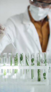 Laboratuvar önlüğü giyen bilim adamı, beyaz koruyucu eldivenler ve yüz maskesi laboratuarda analiz etmek için bitkiler içeren test tüplerine sıvı damlatıyor. Bilim ve tıp kavramları.