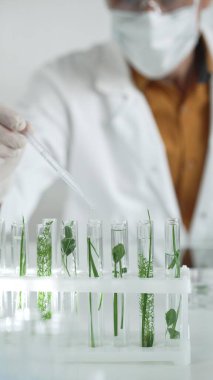 Laboratuvar önlüğü giyen bilim adamı, beyaz koruyucu eldivenler ve yüz maskesi laboratuarda analiz etmek için bitkiler içeren test tüplerine sıvı damlatıyor. Bilim ve tıp.