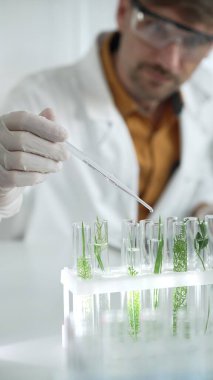 Laboratuvar önlüğü, beyaz eldiven ve koruyucu gözlük giyen bilim adamı, bir pipetten damlayan sıvıyı, içinde dikey yakın görüş olan yeşil bir bitki bulunan bir test tüpüne döküyor. Bilim ve tıp.
