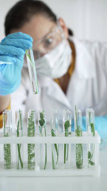 Mavi eldivenli, maske takan ve koruyucu gözlüklü kadın bilim adamı laboratuvar içinde bitkiler bulunan dikey portre manzaralı bir test tüpü tutuyor. Bilim ve tıp konsepti.