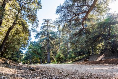 Old cedar trees in Cedre Gouraud Forest, Azrou, Morocco, North Africa