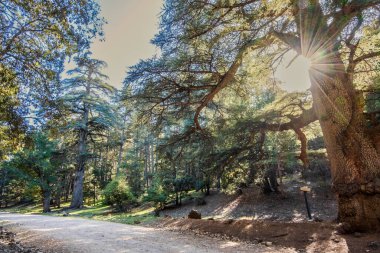 Old cedar trees in Cedre Gouraud Forest, Azrou, Morocco, North Africa