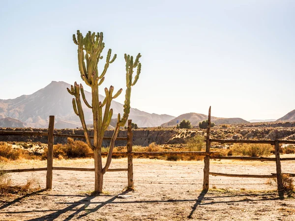 Prachtig Uitzicht Tabernas Woestijn Met Prachtige Inheemse Cactus Filmset Plaats — Stockfoto