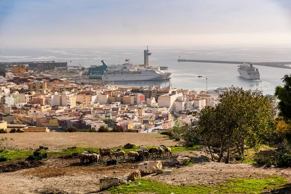 Increíble Vista Ovejas Con Mar Mediterráneo Con Gran Crucero Fondo —  Fotos de Stock