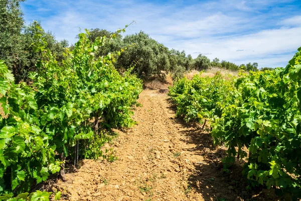 伝統的なブドウ畑 Alentejoワインルート Beja Alentejo ポルトガルの素晴らしい景色 — ストック写真