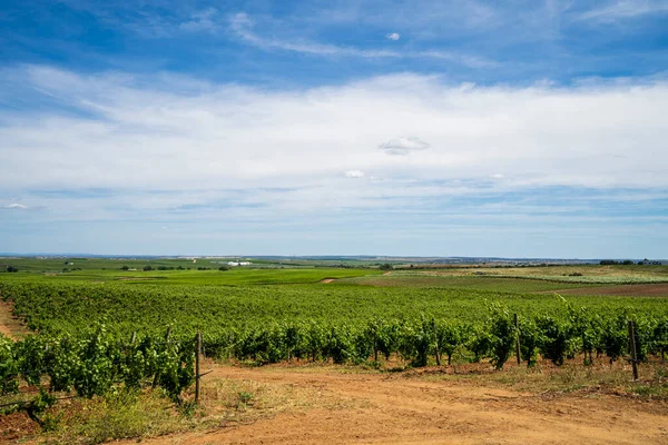 Geleneksel Üzüm Bağının Harika Manzarası Alentejo Şarap Yolu Mavi Gökyüzü — Stok fotoğraf