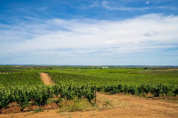 Geleneksel Üzüm Bağının Harika Manzarası Alentejo Şarap Yolu Mavi Gökyüzü — Stok fotoğraf