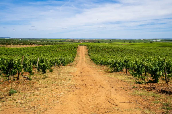 Прекрасний Вид Традиційний Виноградник Аллентежу Блакитне Небо Беджа Алентежу Португалія — стокове фото