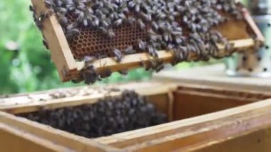 Bal üreten fantastik arı kovanı, doğa, insan ve arı, tatlı bal, bal peteği, nektar, arıcılık, arıcılık, bal işleme, Katowice veya Katovice, Polonya