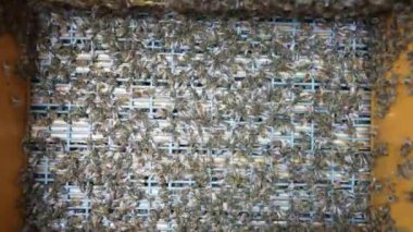 Bal üreten fantastik arı kovanı, doğa, insan ve arı, tatlı bal, bal peteği, nektar, arıcılık, arıcılık, bal işleme, Katowice veya Katovice, Polonya