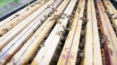 Bal üreten fantastik arı kovanı, doğa, insan ve arı, tatlı bal, bal peteği, nektar, arıcılık, arıcılık, bal işleme, Katowice veya Katovice, Polonya