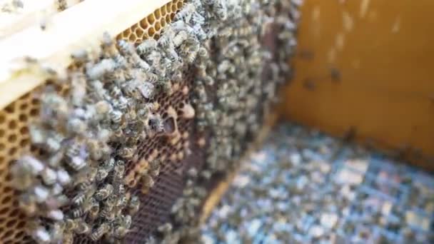 Fantastische Bijenkorf Met Honing Natuur Mens Bij Zoete Honing Honingraat — Stockvideo