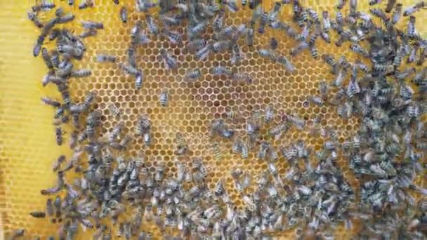 Fantastic Beehive Producing Honey Nature Man Bee Sweet Honey Honeycomb — Stock Video