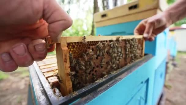 Fantastische Bienenstöcke Die Honig Natur Mensch Und Biene Süßen Honig — Stockvideo