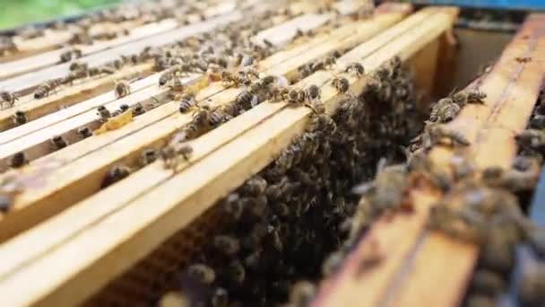 男と蜂 甘い蜂蜜 ハニカム 蜂蜜処理 カトヴィツェまたはカトヴィツェ ポーランド — ストック動画