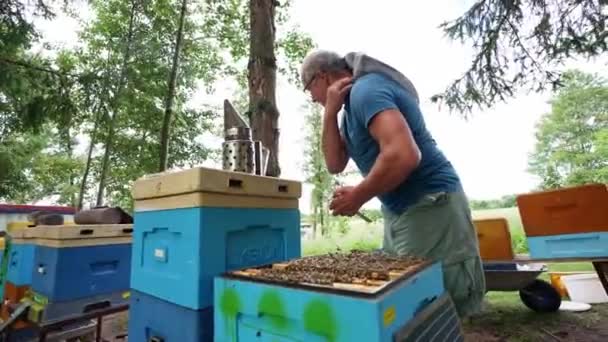 男と蜂 甘い蜂蜜 ハニカム 蜂蜜処理 カトヴィツェまたはカトヴィツェ ポーランド — ストック動画