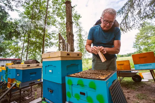 Fantastic Beehive Producing Honey Nature Man Bee Sweet Honey Honeycomb Stock Photo