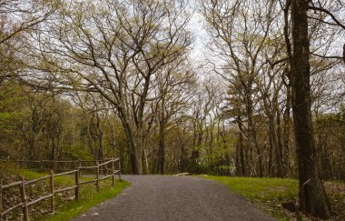 New York Eyaletinin yukarısındaki Park 'ta Ağaçlar, ABD