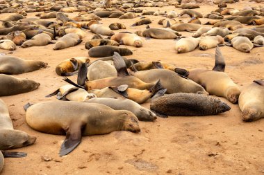 Cape Cross Doğa Rezervi, Namibya 'daki kumlu sahilde dinlenen kürk fokları..