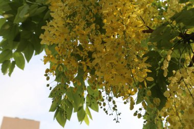 Cassia fistülü (İngilizce: 