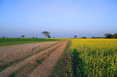 Rural vibrant Landscape of Mustard fields with bords in the winters, captured in agricultural farmlands of Faridpur, Bangladesh.