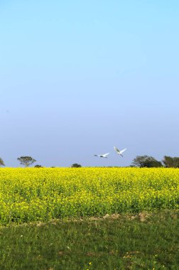 Rural vibrant Landscape of Mustard fields with bords in the winters, captured in agricultural farmlands of Faridpur, Bangladesh.