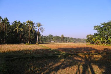 Bangladeş 'teki güzel köy manzarası. hasat bittikten sonra tropikal köy manzarasında.