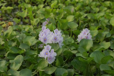 Birçok menekşe ve beyaz renkli kochuri pana çiçekleri. Sümbül çiçekleri bataklıkta çiçek açar. Pontederia crassipes (Eichhornia crassipes), yaygın olarak kullanılan bir su sümbülü bitkisidir..