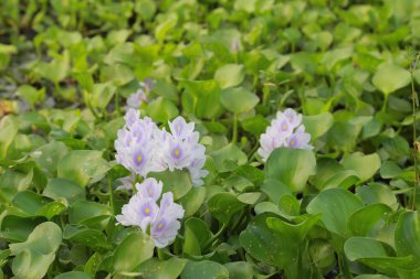 Birçok menekşe ve beyaz renkli kochuri pana çiçekleri. Sümbül çiçekleri bataklıkta çiçek açar. Pontederia crassipes (Eichhornia crassipes), yaygın olarak kullanılan bir su sümbülü bitkisidir..