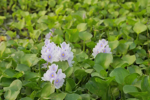 Birçok menekşe ve beyaz renkli kochuri pana çiçekleri. Sümbül çiçekleri bataklıkta çiçek açar. Pontederia crassipes (Eichhornia crassipes), yaygın olarak kullanılan bir su sümbülü bitkisidir..