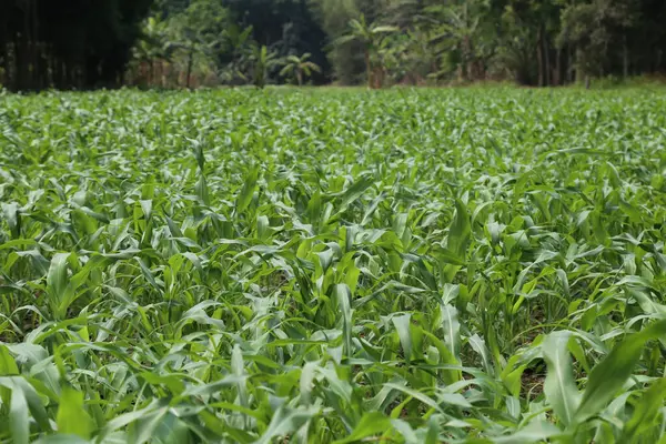 Yazın genç yeşil mısır tarlası.