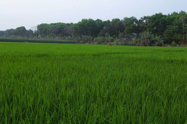 green paddy field in the side of small river.