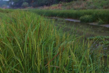green paddy field in the side of small river.