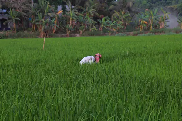 Bangladeş 'in köy tarafındaki yeşil pirinç tarlasında çalışan çiftçiler..