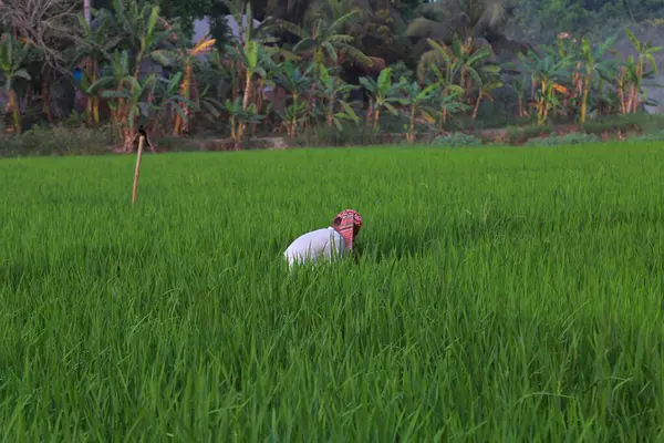 Bangladeş 'in köy tarafındaki yeşil pirinç tarlasında çalışan çiftçiler..