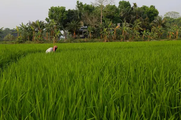 Bangladeş 'in köy tarafındaki yeşil pirinç tarlasında çalışan çiftçiler..