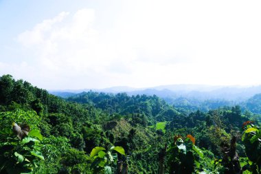 Tepedeki yeşil ormanın harika manzarası