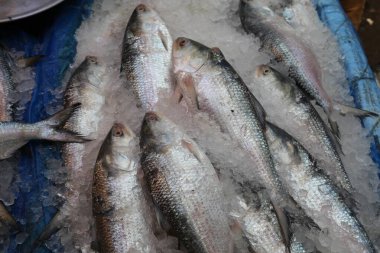 Hilsha ya da Bengalce 