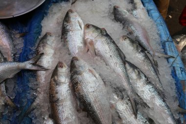 Hilsha ya da Bengalce 