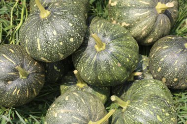 Marketteki balkabakları. pazarda yeşil balkabağı.
