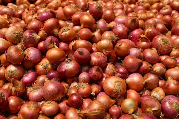 Pazarda satılık bir sürü taze soğan. Bangladeş 'teki pazarda satılık kırmızı soğan ampulü..