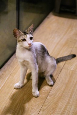 Kedi yerde oturuyor.