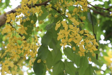 Cassia fistülü (İngilizce: 