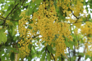 Cassia fistülü (İngilizce: 