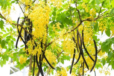 Cassia fistülü (İngilizce: 